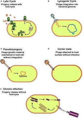 Shining Light on Human Gut Bacteriophages